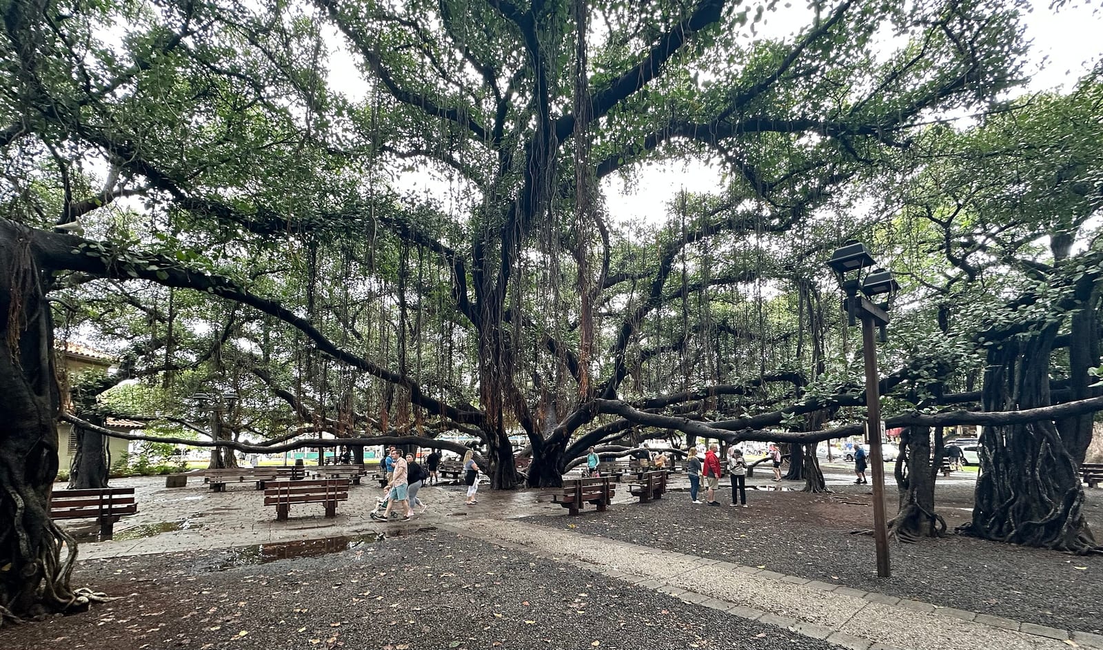 Banyan Tree of Lahaina – Maui, Hawaii, USA