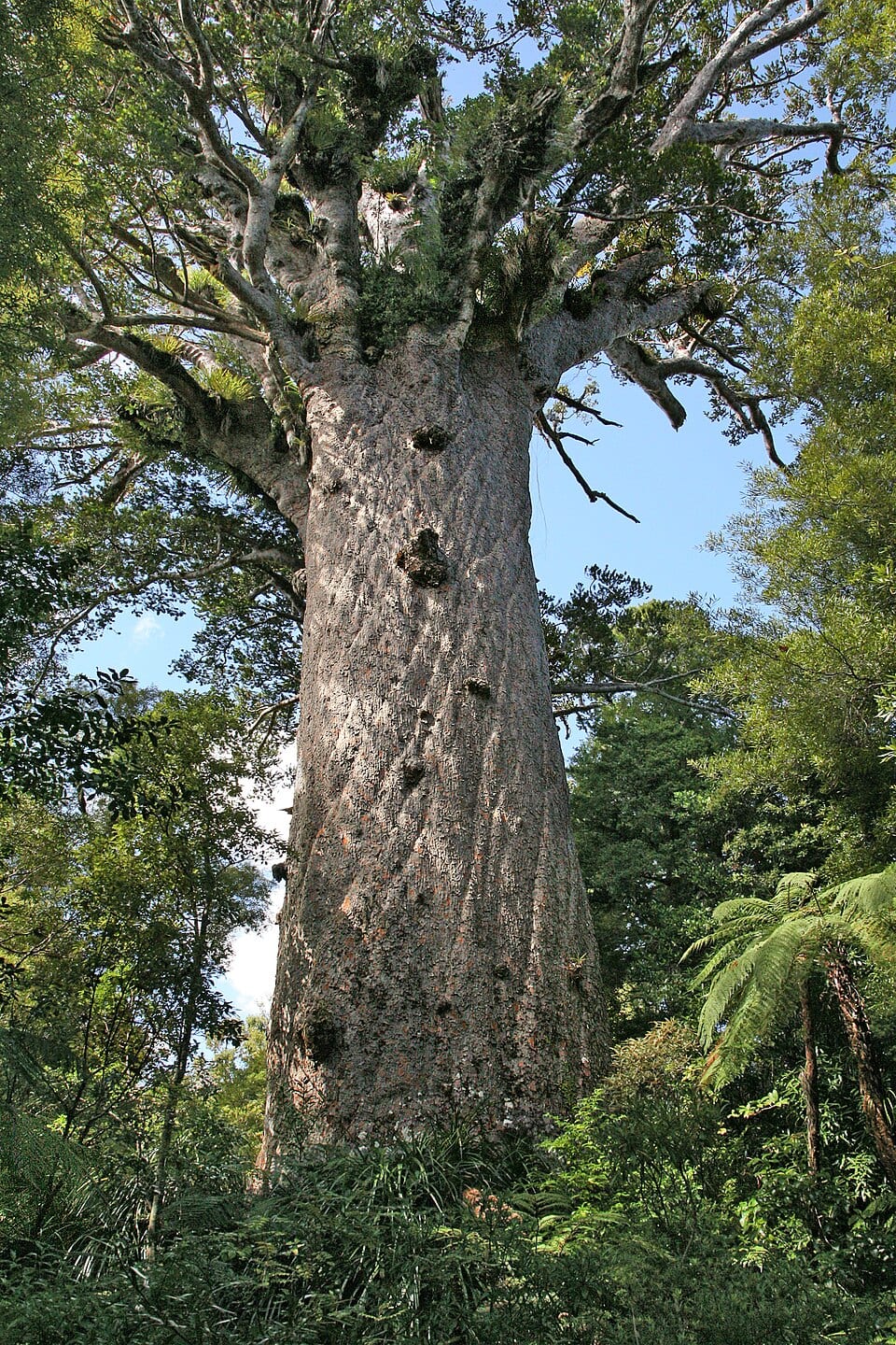 Tane Mahuta - The Lord of the Forest